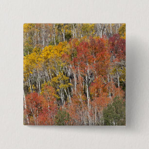 Provo River and aspen trees 15 Cm Square Badge