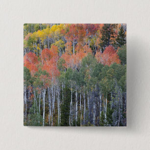 Provo River and aspen trees 15 Cm Square Badge