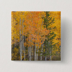 Provo River and aspen trees 15 Cm Square Badge