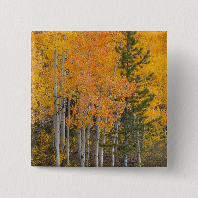Provo River and aspen trees 15 Cm Square Badge (Front)