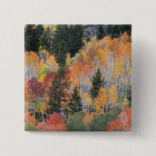 Provo River and aspen trees 15 Cm Square Badge