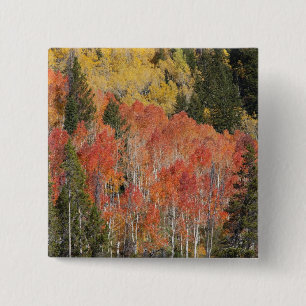 Provo River and aspen trees 15 Cm Square Badge