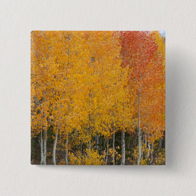 Provo River and aspen trees 15 Cm Square Badge (Front)