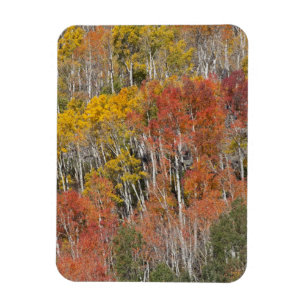 Provo River and aspen trees 15 Magnet
