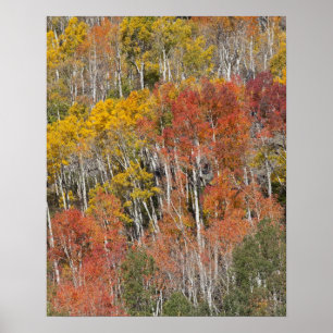 Provo River and aspen trees 15 Poster