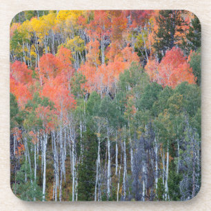 Provo River and aspen trees 16 Coaster