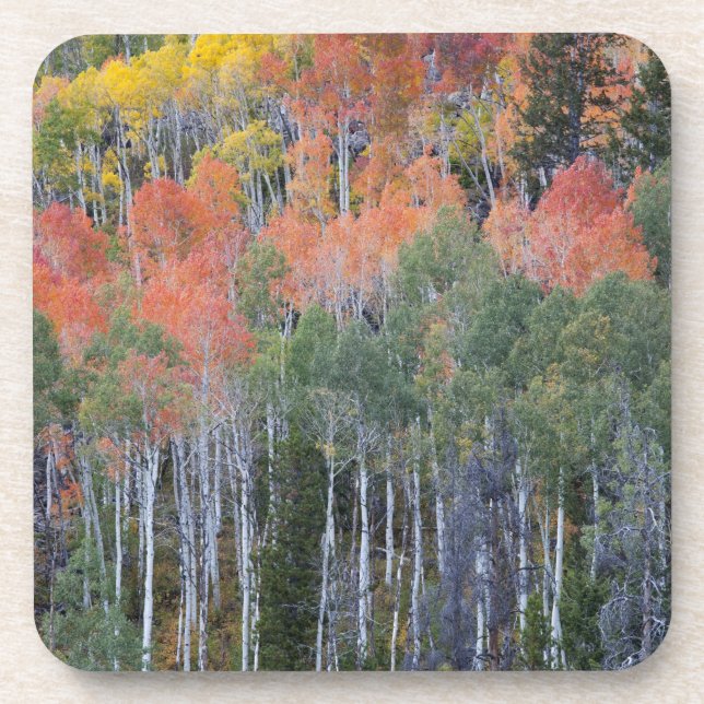 Provo River and aspen trees 16 Coaster (Front)
