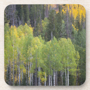 Provo River and aspen trees 2 Coaster
