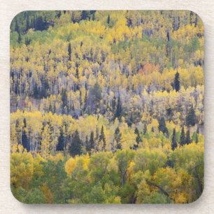 Provo River and aspen trees 3 Coaster