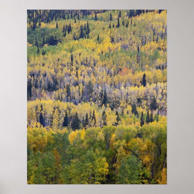 Provo River and aspen trees 3 Poster (Front)
