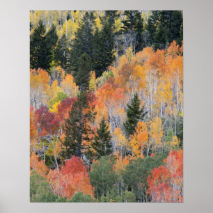 Provo River and aspen trees 4 Poster