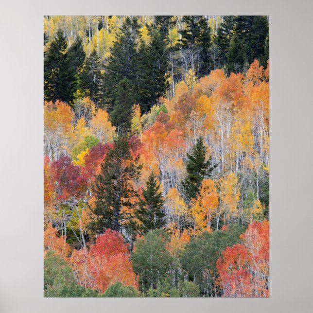 Provo River and aspen trees 4 Poster (Front)