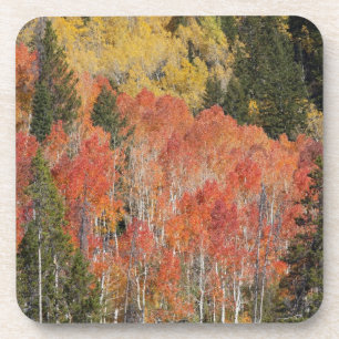 Provo River and aspen trees 6 Coaster