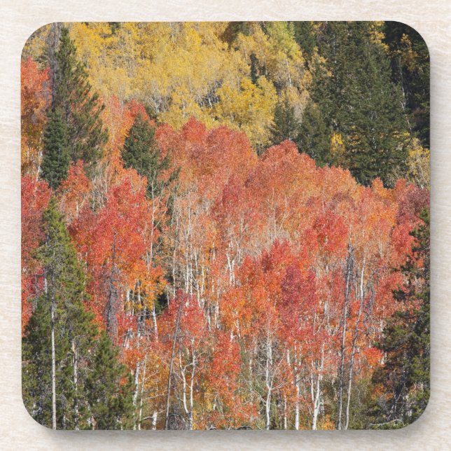 Provo River and aspen trees 6 Coaster (Front)