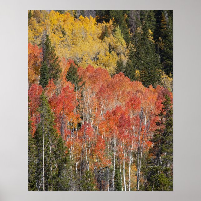 Provo River and aspen trees 6 Poster (Front)