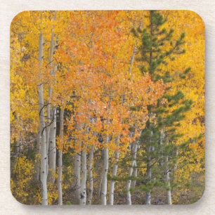 Provo River and aspen trees 7 Coaster