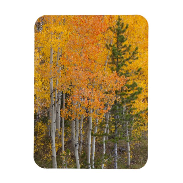 Provo River and aspen trees 7 Magnet (Vertical)