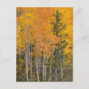 Provo River and aspen trees 7 Postcard