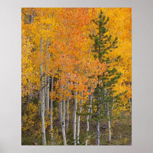 Provo River and aspen trees 7 Poster (Front)