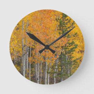 Provo River and aspen trees 7 Round Clock