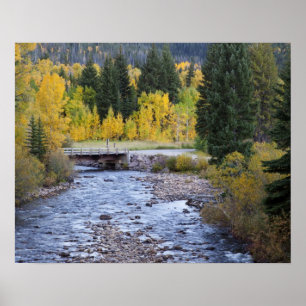 Provo River and aspen trees 8 Poster