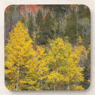Provo River and aspen trees 9 Coaster