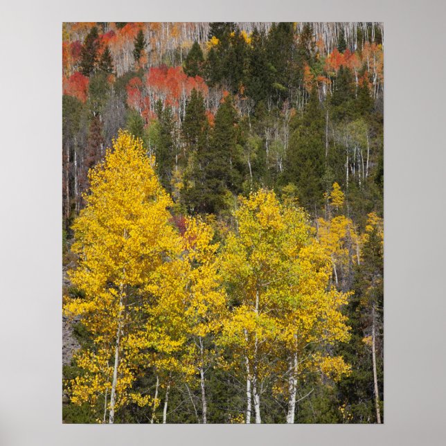 Provo River and aspen trees 9 Poster (Front)