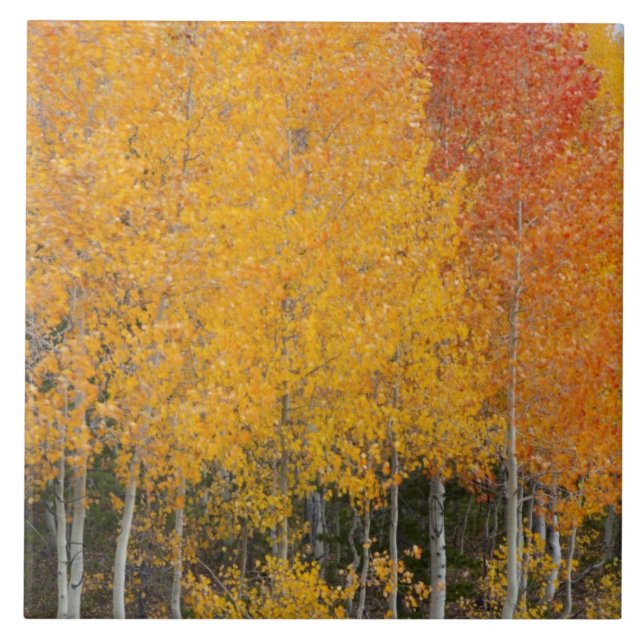 Provo River and aspen trees Ceramic Tile (Front)