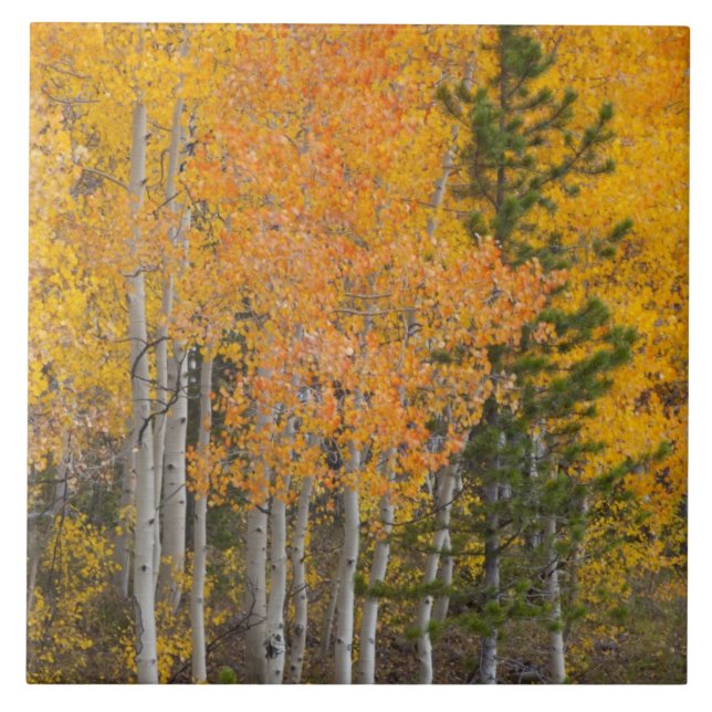 Provo River and aspen trees Ceramic Tile (Front)