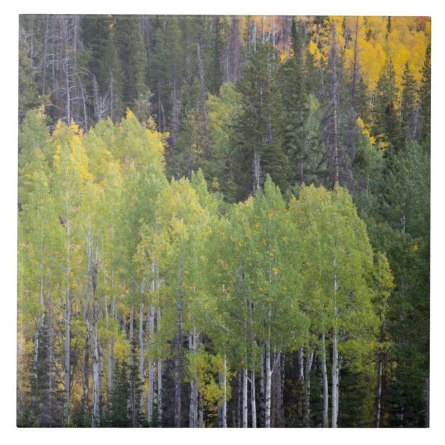 Provo River and aspen trees Ceramic Tile (Front)