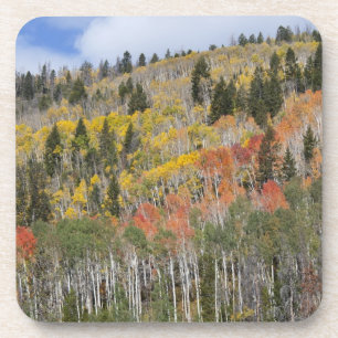 Provo River and aspen trees Coaster