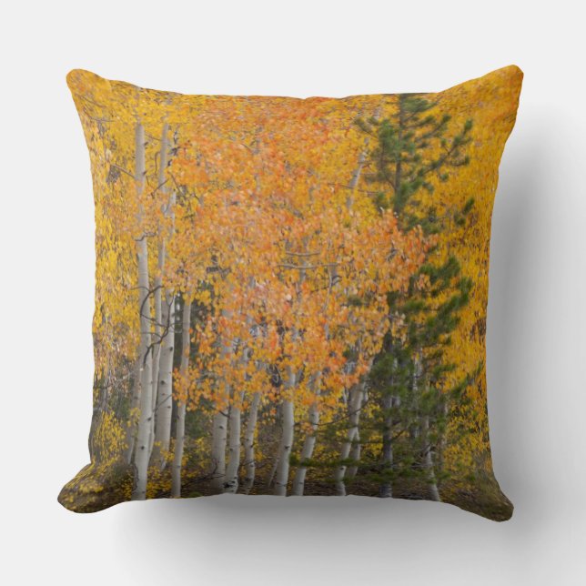 Provo River and aspen trees Cushion (Front)