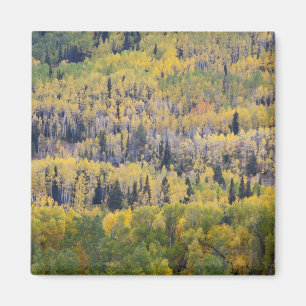 Provo River and aspen trees Magnet