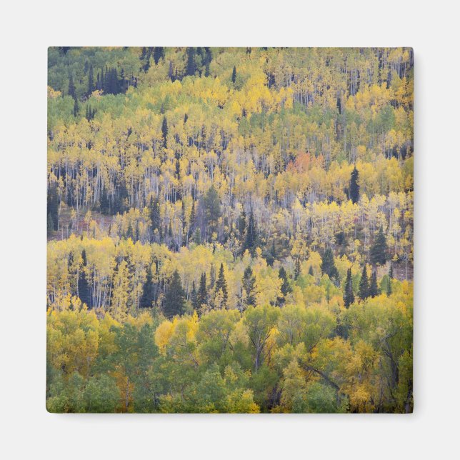 Provo River and aspen trees Magnet (Front)
