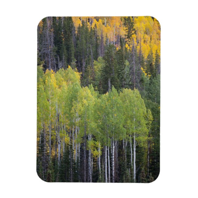 Provo River and aspen trees Magnet (Vertical)