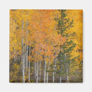 Provo River and aspen trees Magnet