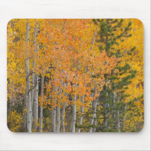 Provo River and aspen trees Mouse Pad