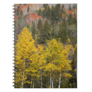 Provo River and aspen trees Notebook