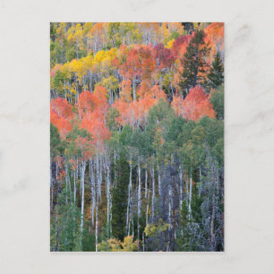 Provo River and aspen trees Postcard