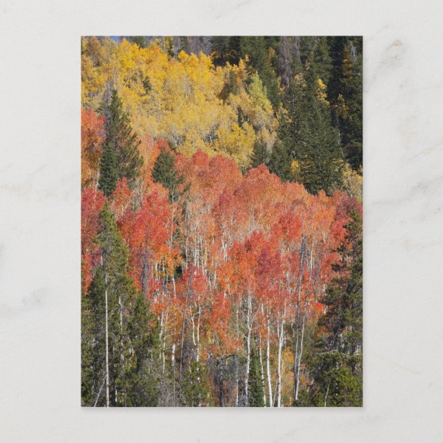 Provo River and aspen trees Postcard (Front)