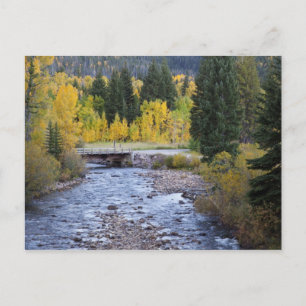 Provo River and aspen trees Postcard