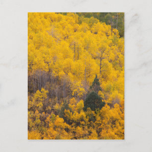 Provo River and aspen trees Postcard