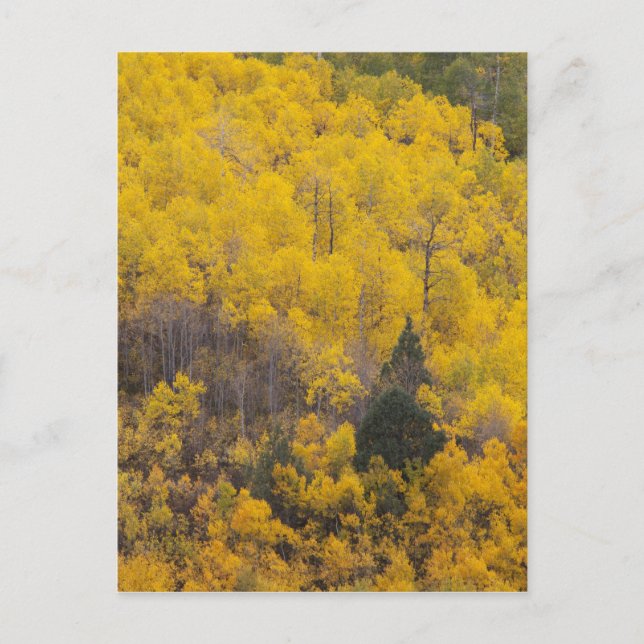 Provo River and aspen trees Postcard (Front)
