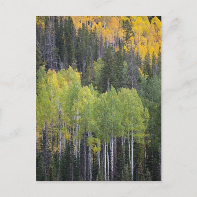 Provo River and aspen trees Postcard (Front)