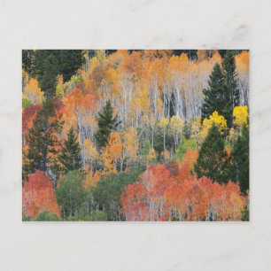 Provo River and aspen trees Postcard
