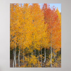 Provo River and aspen trees Poster