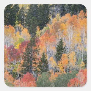 Provo River and aspen trees Square Sticker
