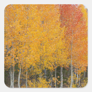 Provo River and aspen trees Square Sticker