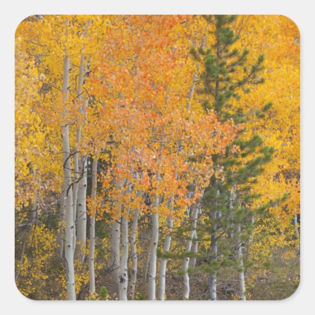Provo River and aspen trees Square Sticker (Front)