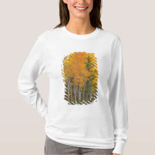Provo River and aspen trees T-Shirt